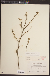 Vaccinium fuscatum image