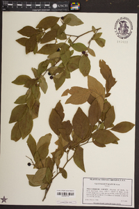 Vaccinium fuscatum image