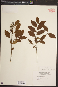 Vaccinium fuscatum image