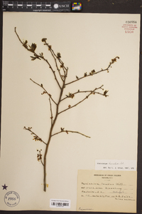 Vaccinium fuscatum image