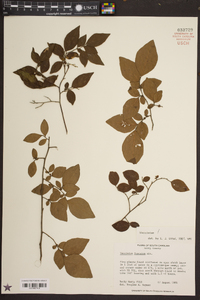 Vaccinium fuscatum image