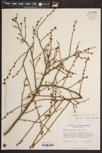 Vaccinium fuscatum image