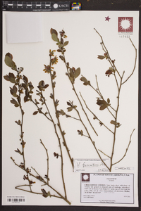 Vaccinium fuscatum image