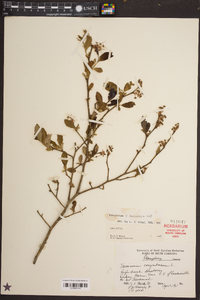 Vaccinium marianum image