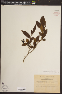 Vaccinium marianum image