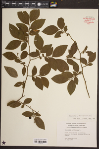 Vaccinium marianum image