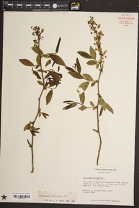 Vaccinium marianum image