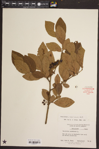 Vaccinium marianum image