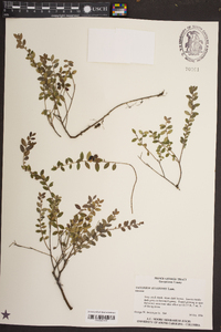 Vaccinium myrsinites image