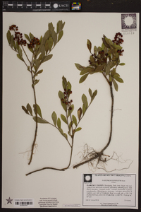 Vaccinium tenellum image