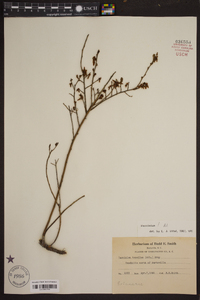 Vaccinium tenellum image