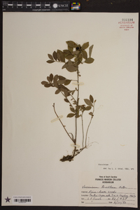 Vaccinium tenellum image