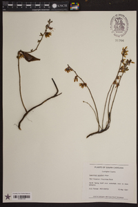 Vaccinium tenellum image