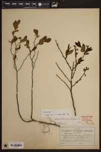 Vaccinium tenellum image