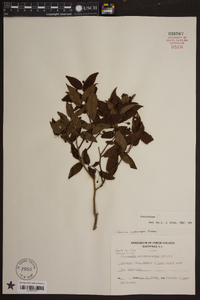 Vaccinium erythrocarpum image