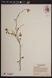 Vaccinium fuscatum image