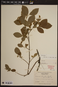 Vaccinium hirsutum image