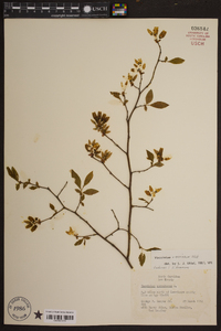 Vaccinium marianum image