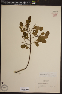 Vaccinium tenellum image