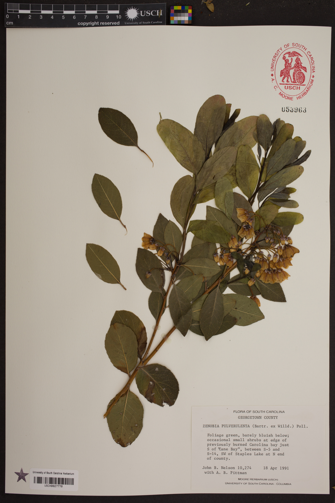 Zenobia image