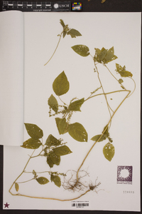 Acalypha setosa image