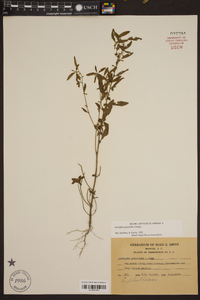 Acalypha gracilens image