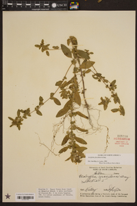 Acalypha gracilens image