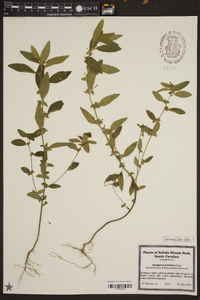 Acalypha gracilens image