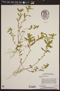 Acalypha gracilens image