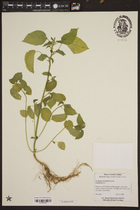 Acalypha ostryifolia image