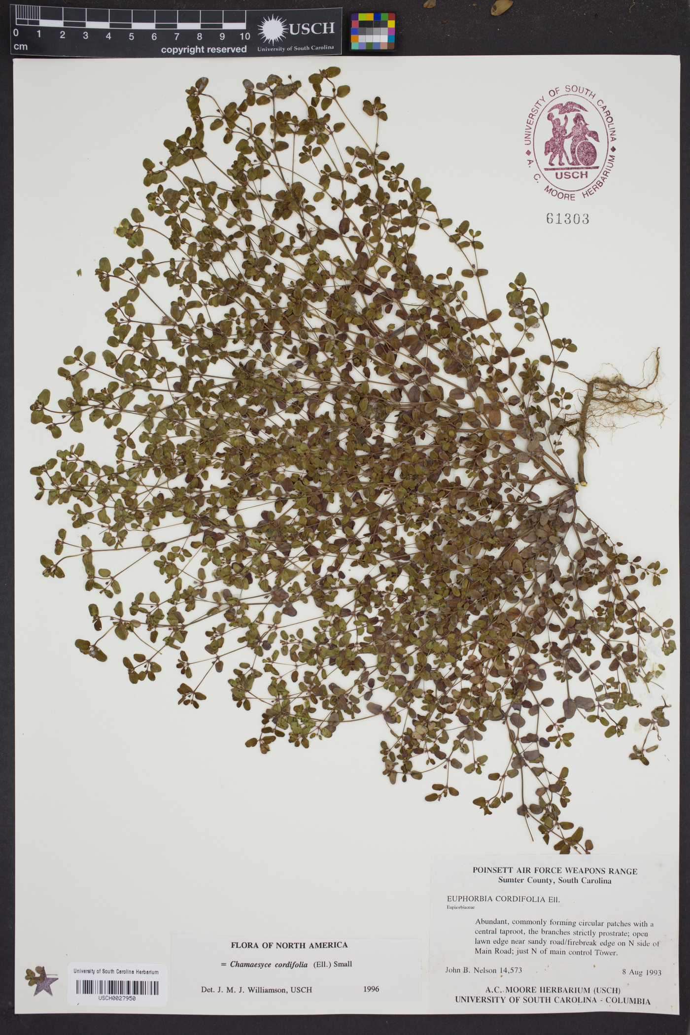 Chamaesyce cordifolia image