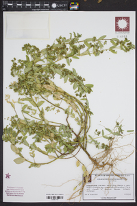 Chamaesyce hyssopifolia image