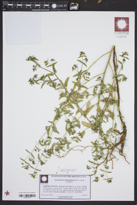 Chamaesyce hyssopifolia image