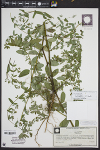 Chamaesyce hyssopifolia image