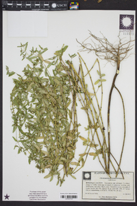 Chamaesyce hyssopifolia image