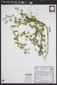 Chamaesyce hyssopifolia image