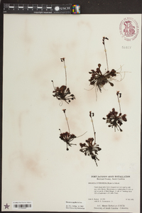 Drosera capillaris image