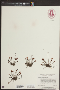 Drosera capillaris image