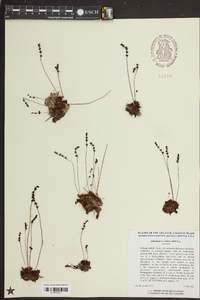 Drosera capillaris image