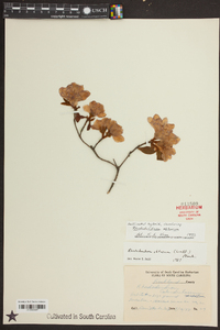 Rhododendron obtusum image