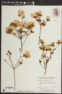 Rhododendron obtusum image