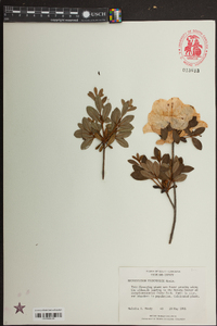 Rhododendron tschonoskii image