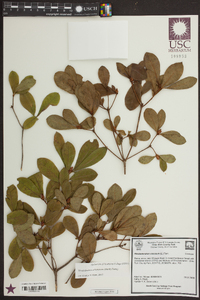 Rhododendron arborescens image