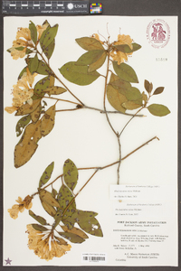 Rhododendron minus image