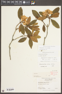 Rhododendron carolinianum image