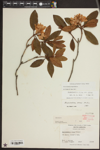 Rhododendron carolinianum image