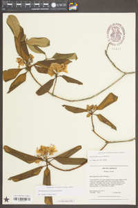 Rhododendron carolinianum image