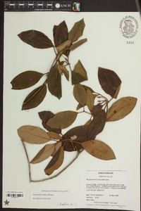 Rhododendron carolinianum image