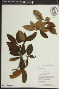 Rhododendron carolinianum image