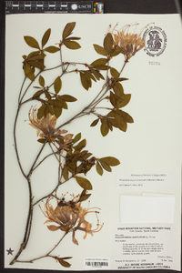 Rhododendron periclymenoides image